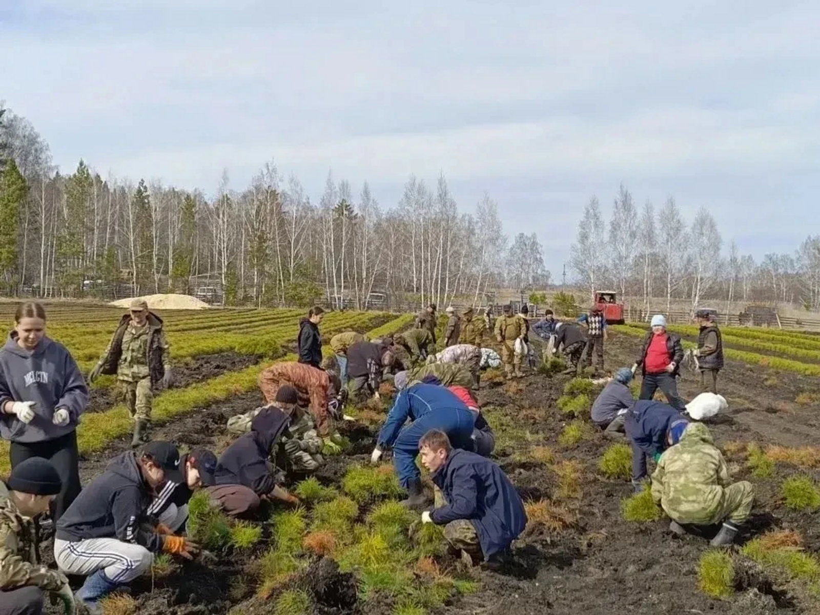 Башкирия в 2026 году восстановит лес на площади 14 тысяч га