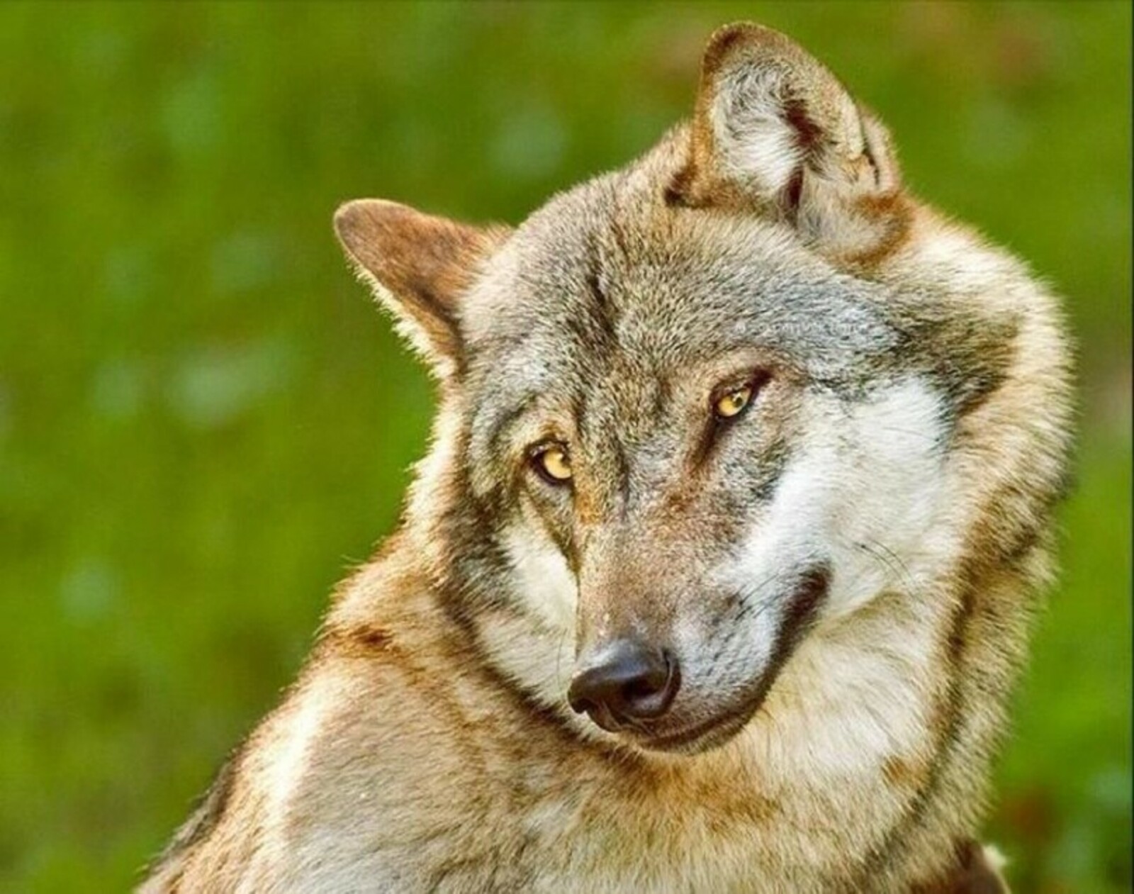 В Башкирии волк напал на сотрудников МЧС