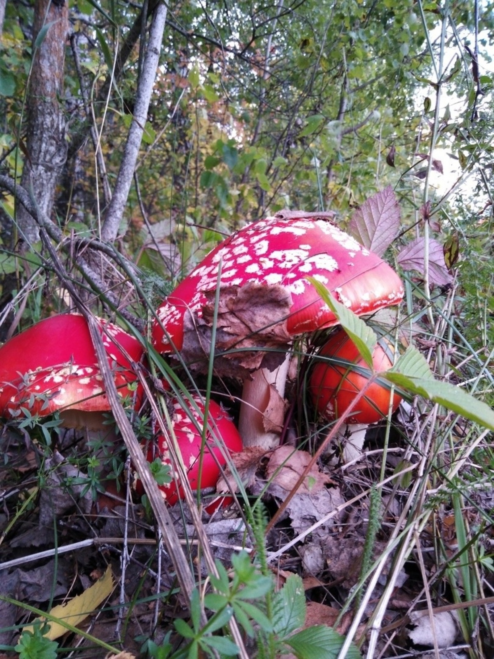 За неделю в Башкирии потерялись 5 грибников