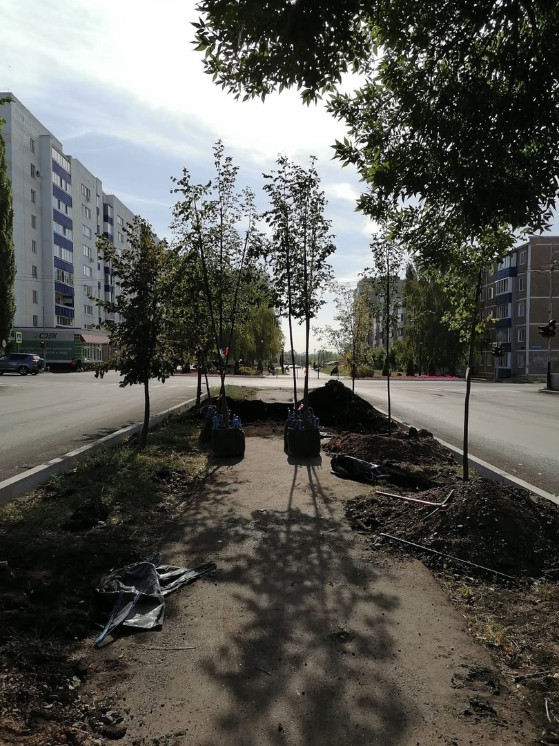 Осенью в рамках акции «Зелёная Башкирия» планируют высадить 300 тысяч деревьев и кустарников