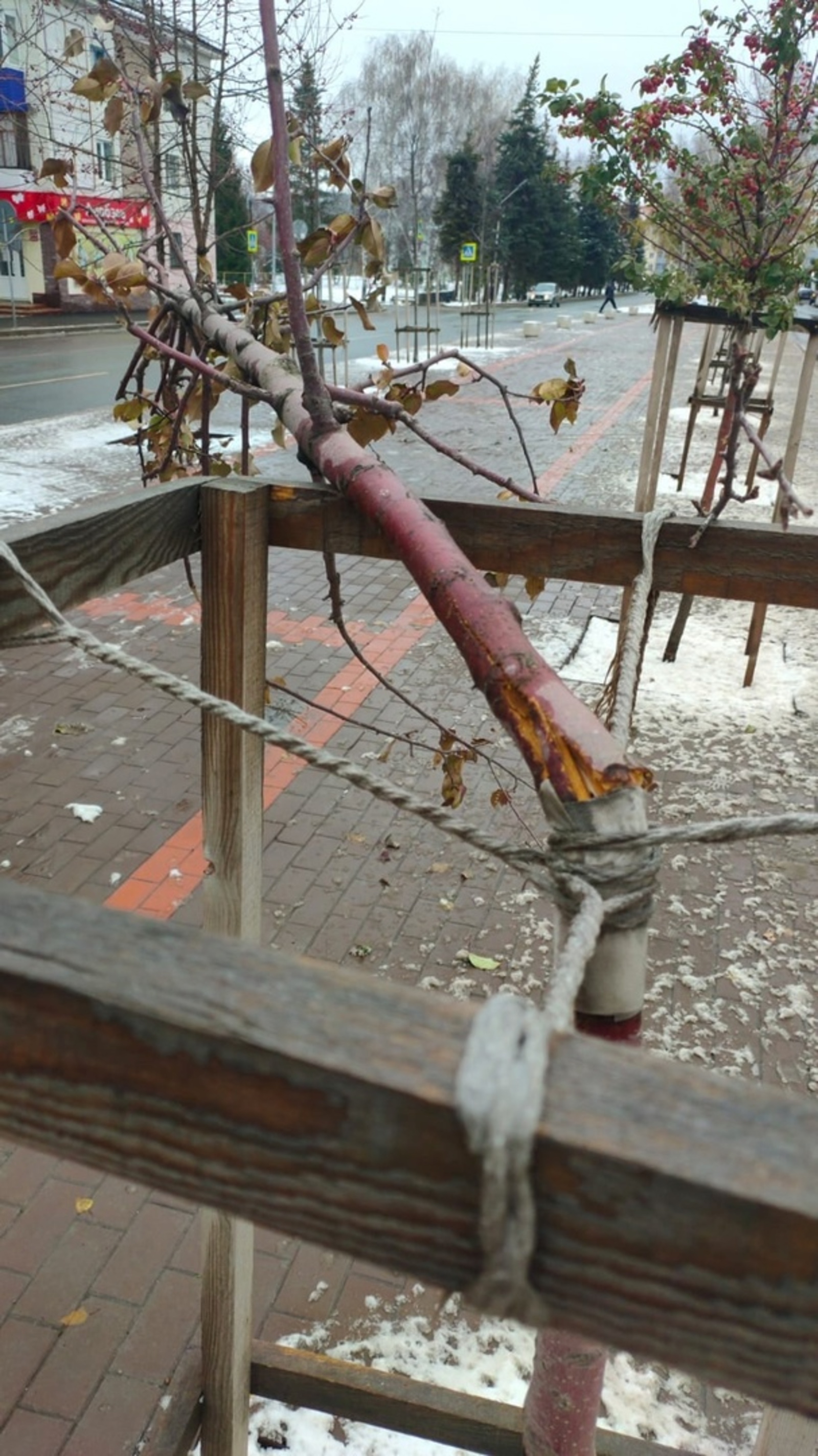 На центральной аллее Ишимбае сломали дерево