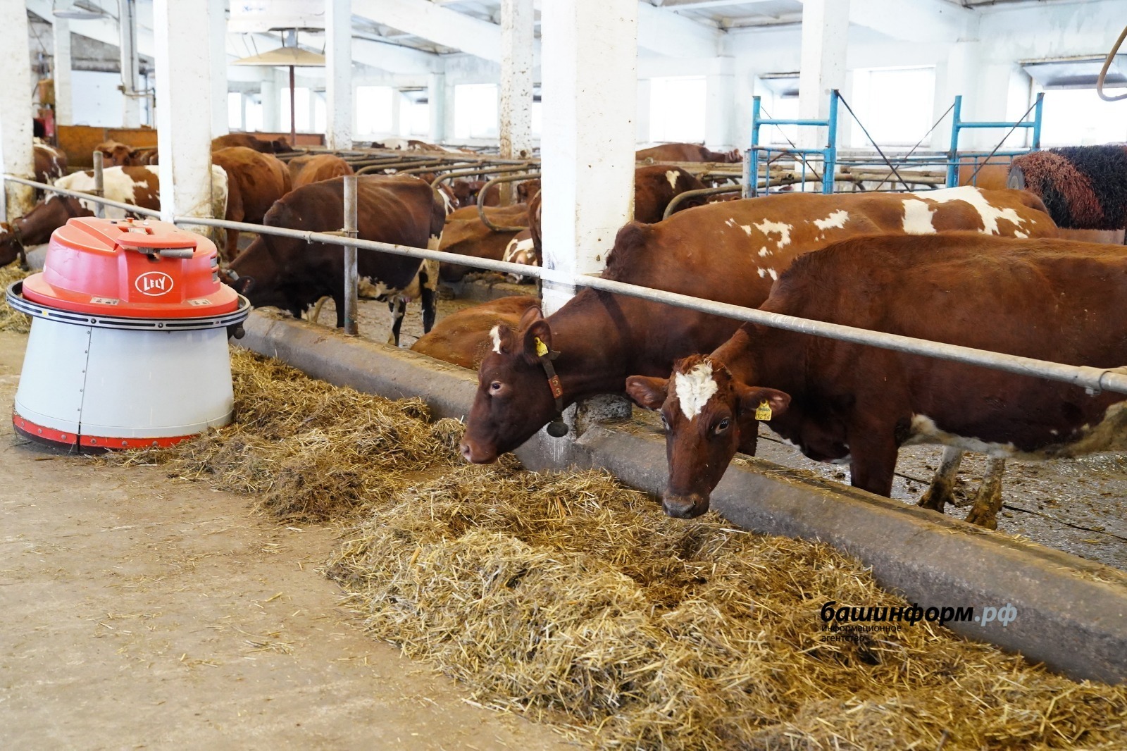 В Башкирии выросло производство молока