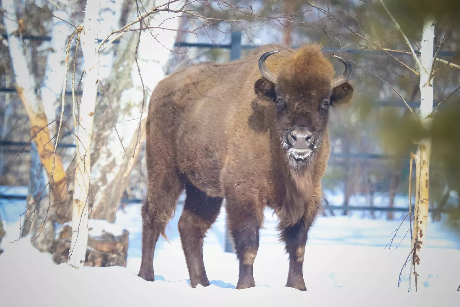 В Башкирии растёт поголовье зубров