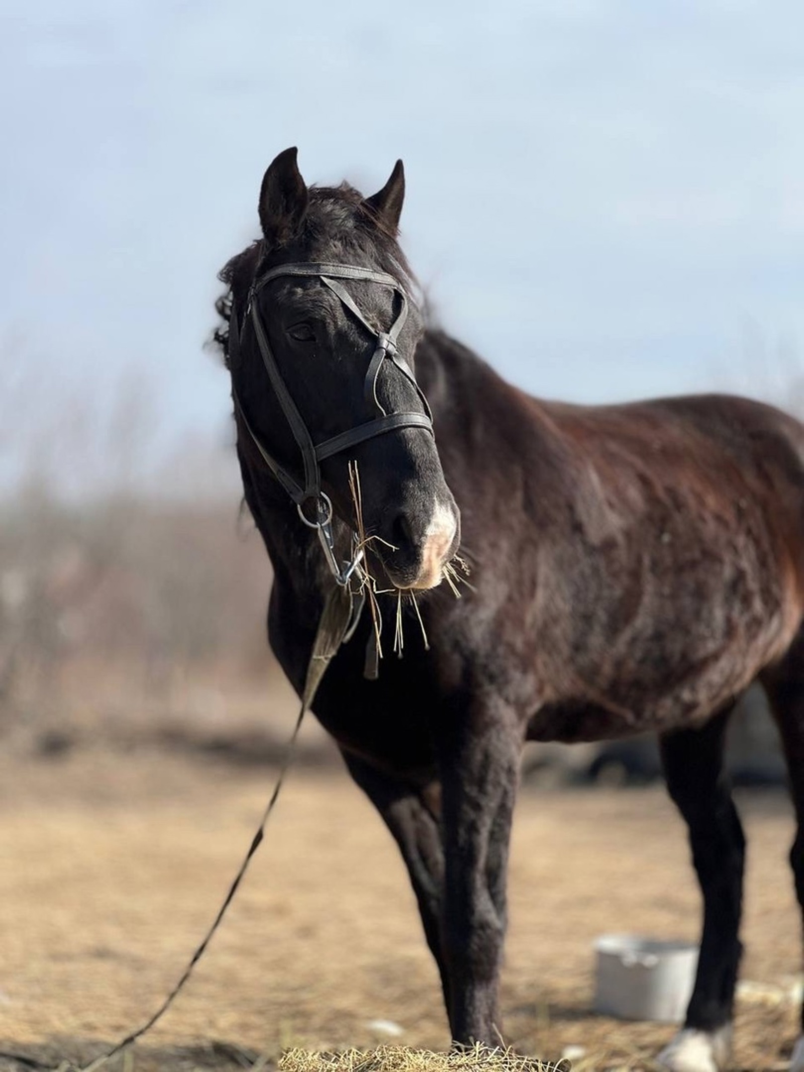 Башкирские лошади помогают бойцам на передовой