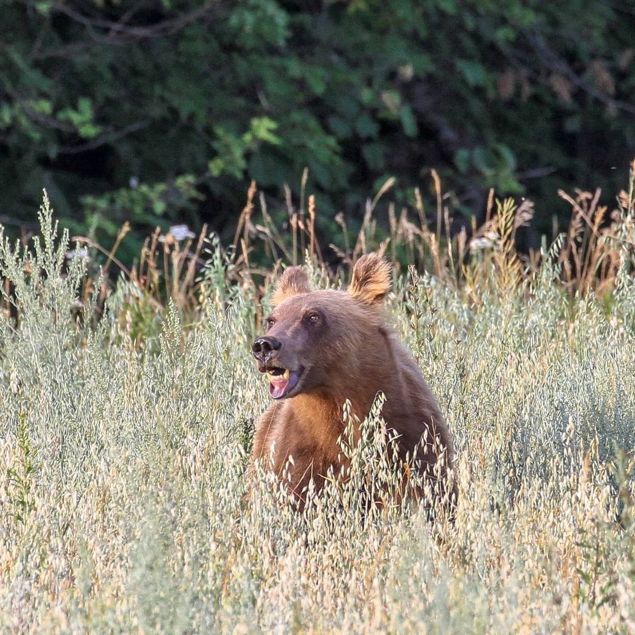 В нацпарке Башкирии медведи попали в объектив фотокамеры во время трапезы