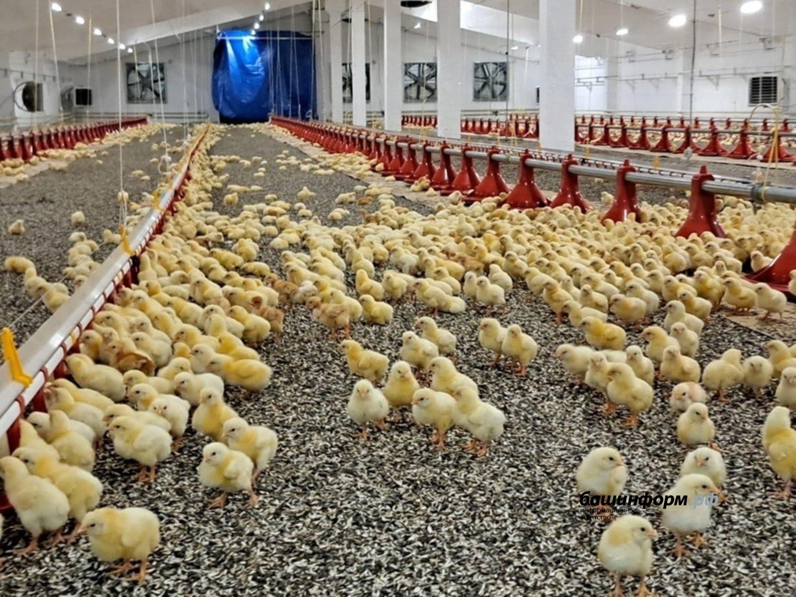 Глава Башкирии сообщил о работе нового корпуса птицефабрики «Чермасан»