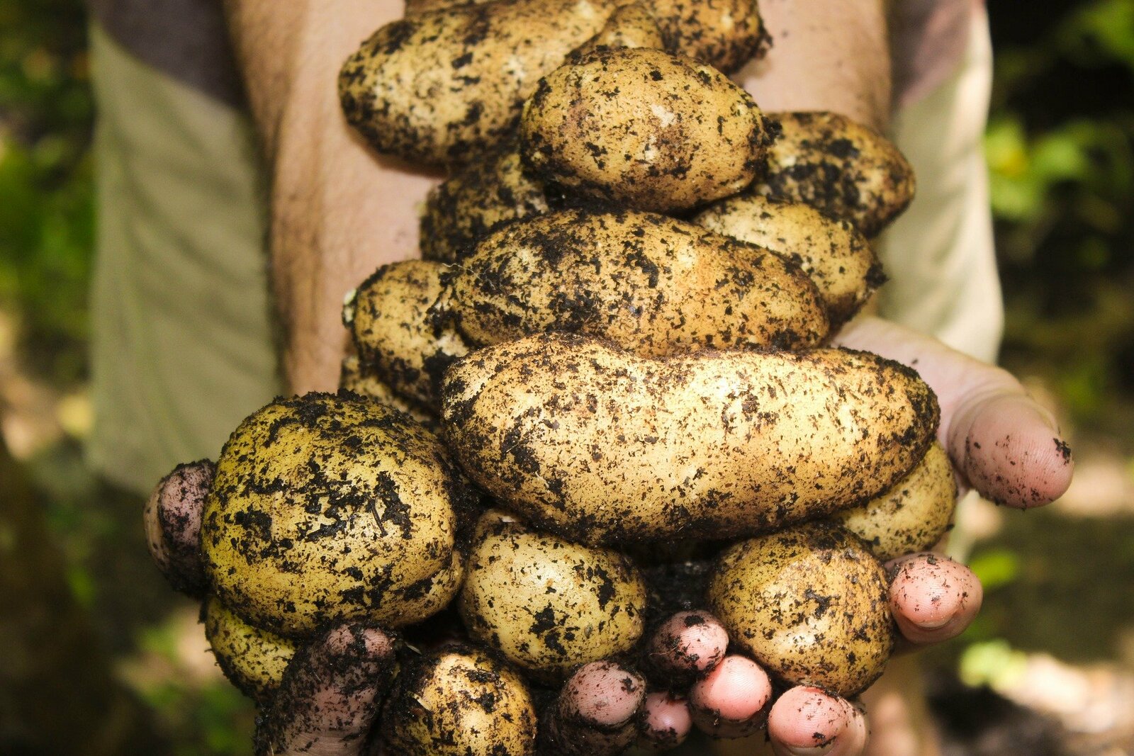 Как получить богатый урожай картофеля?