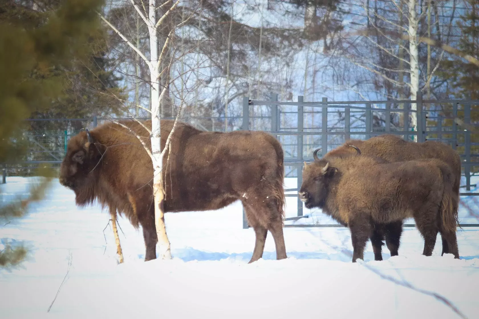 В Башкирии растёт поголовье зубров