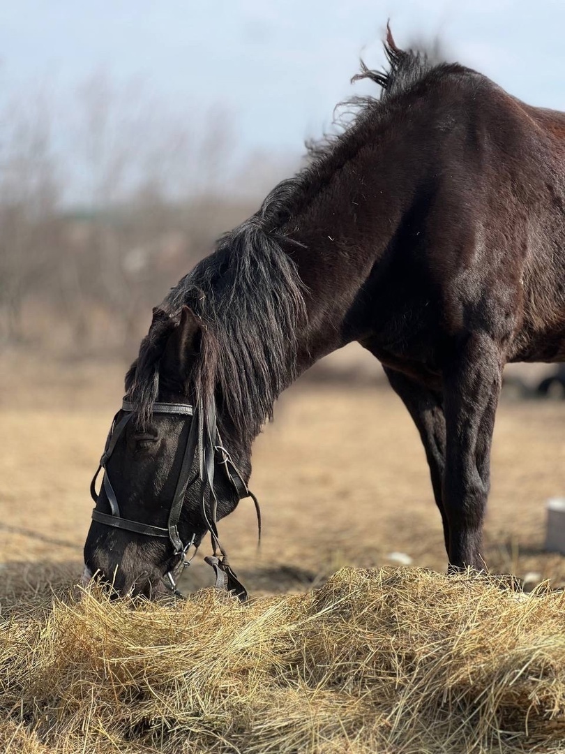 Башкирские лошади помогают бойцам на передовой