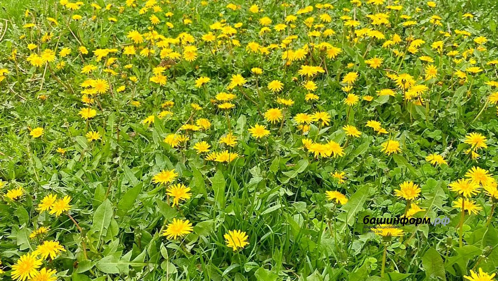 Глава Башкирии поручил готовиться к стрижке одуванчиков