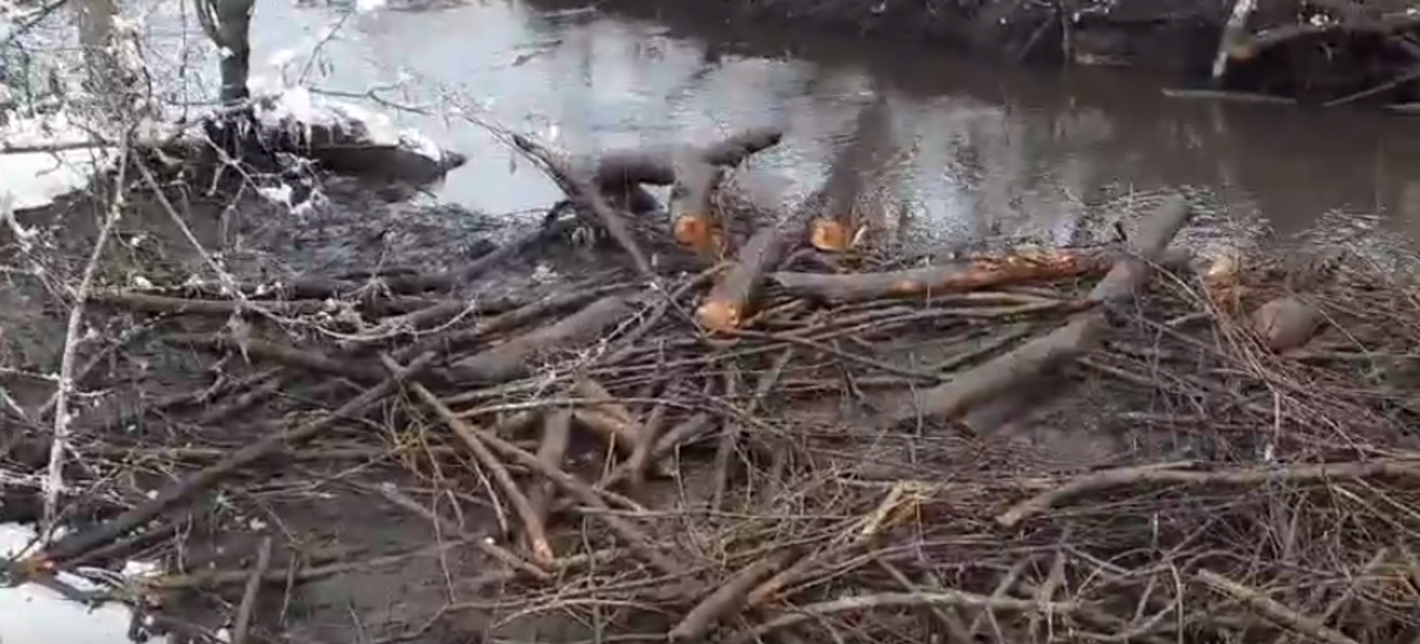 Жители села Кинзекеево почистили реку от последствий работы бобров