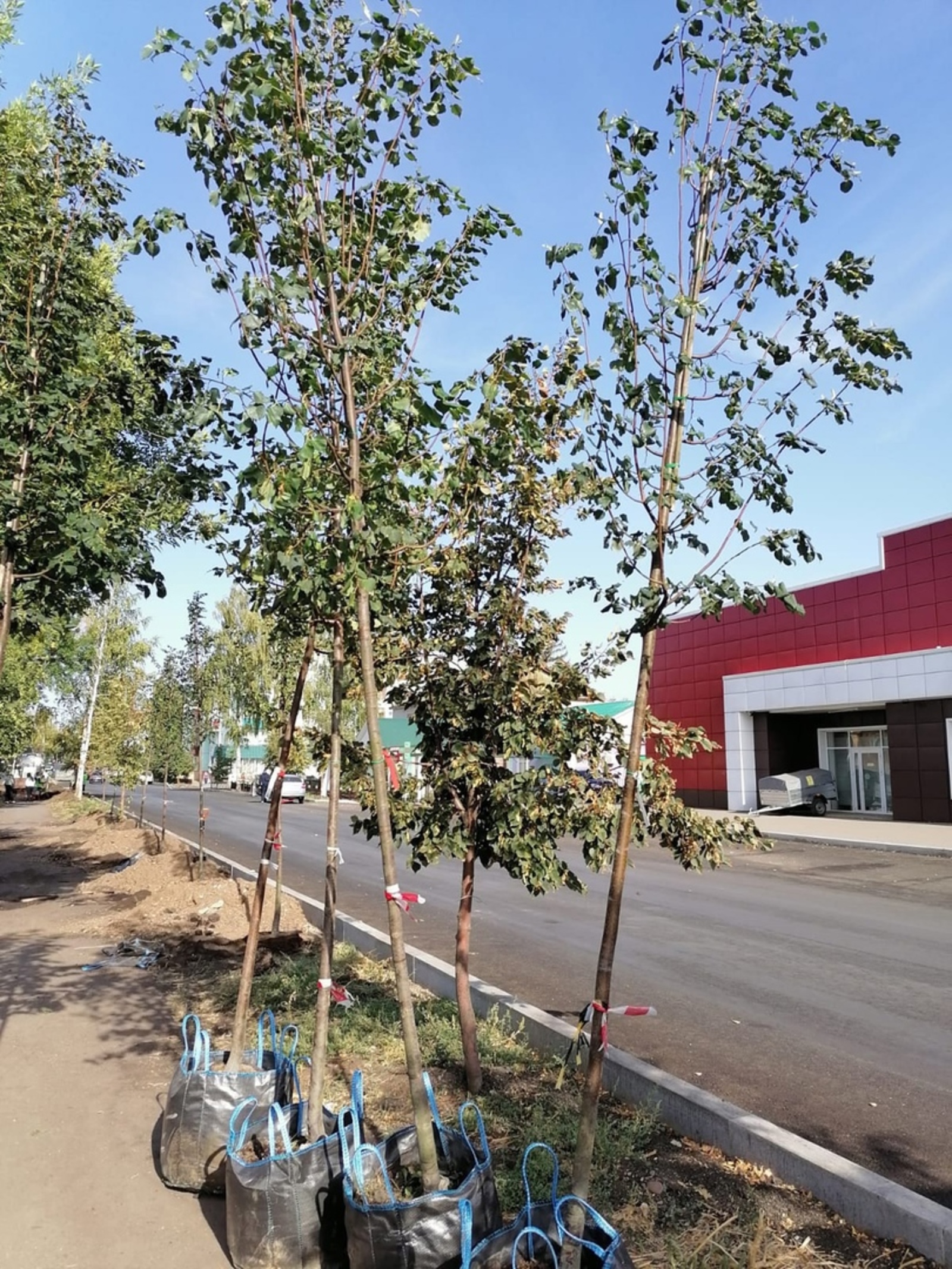 Осенью в рамках акции «Зелёная Башкирия» планируют высадить 300 тысяч деревьев и кустарников