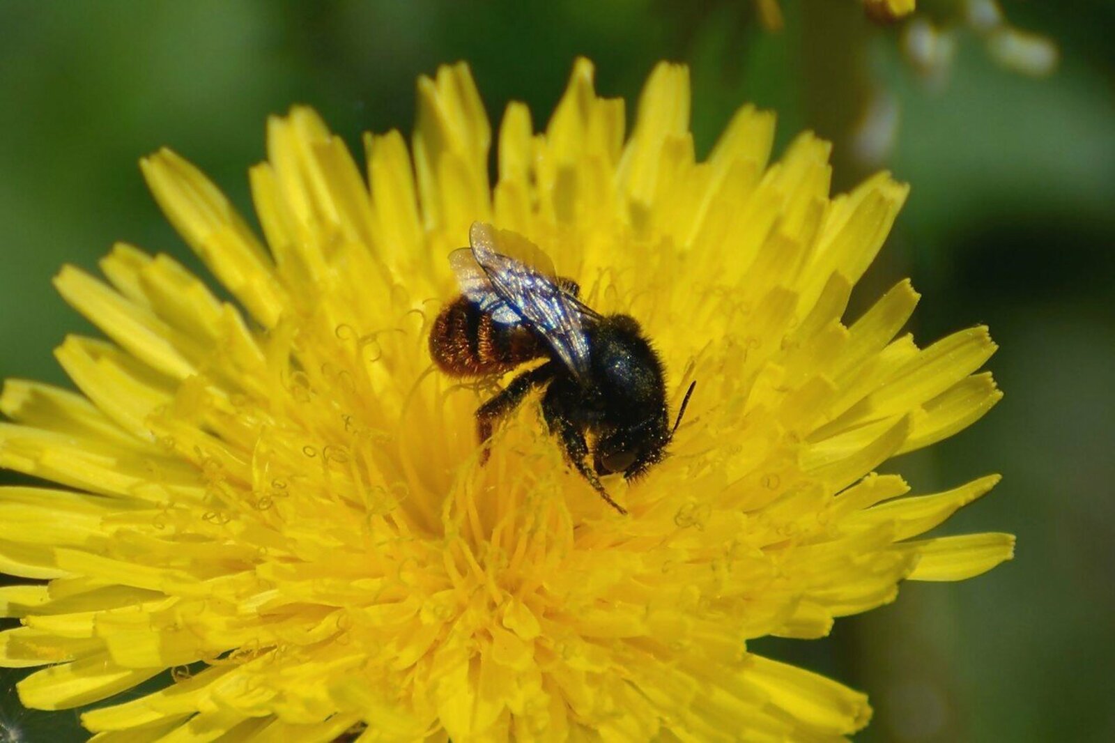 Депутаты Госсобрания – Курултая РБ решили защитить пчёл от химикатов