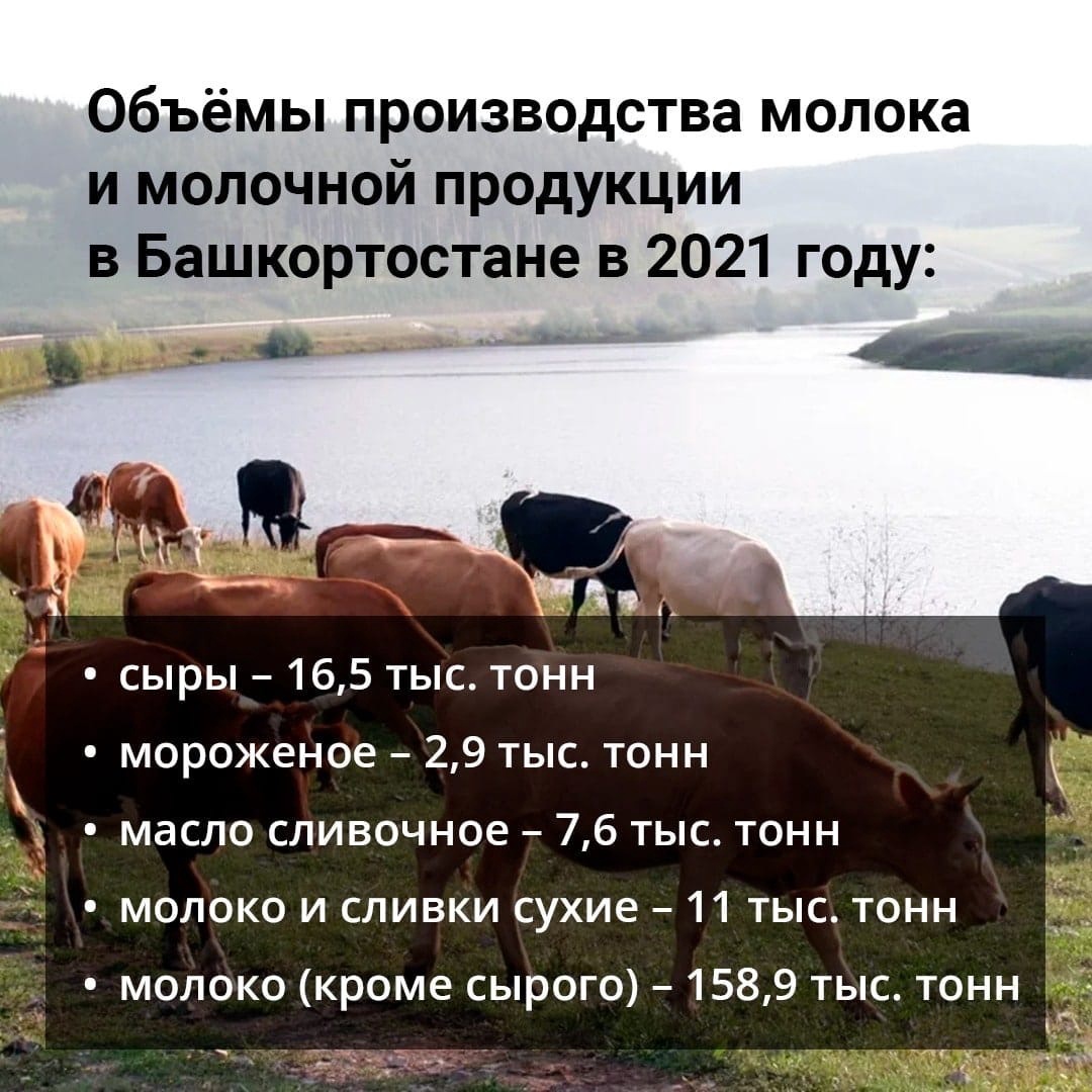 Башкортостан без молока не останется